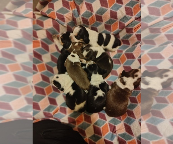 Medium Photo #27 Beagle Puppy For Sale in BOWLING GREEN, MO, USA