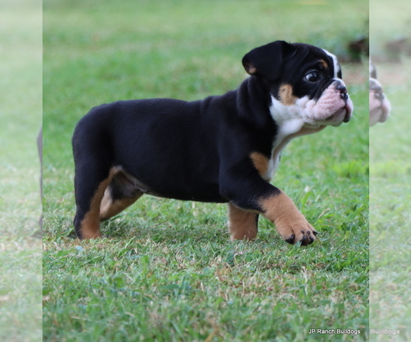 Medium Photo #10 Bulldog Puppy For Sale in WINNSBORO, TX, USA