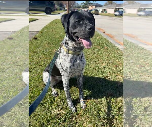 Medium Photo #1 German Shorthaired Pointer Puppy For Sale in New Orleans, LA, USA