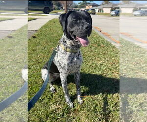 German Shorthaired Pointer Dogs for adoption in New Orleans, LA, USA