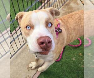 Siberian Husky-Unknown Mix Dogs for adoption in Sacramento, CA, USA