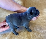 Small Photo #1 French Bulldog Puppy For Sale in SOMERS, MT, USA