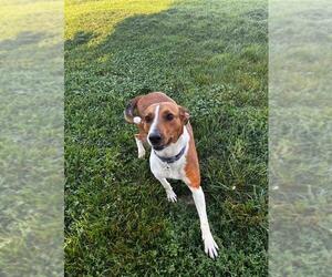 American Foxhound-Unknown Mix Dogs for adoption in Plainfield, IL, USA