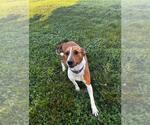 Small American Foxhound Mix