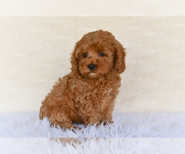 Medium Photo #3 Cock-A-Poo Puppy For Sale in MILLERSBURG, OH, USA