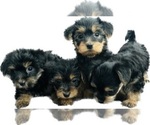Small Photo #1 Yorkshire Terrier Puppy For Sale in OAKLEY, CA, USA