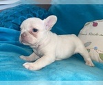 Small #1 French Bulldog