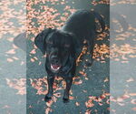 Small Labrador Retriever Mix