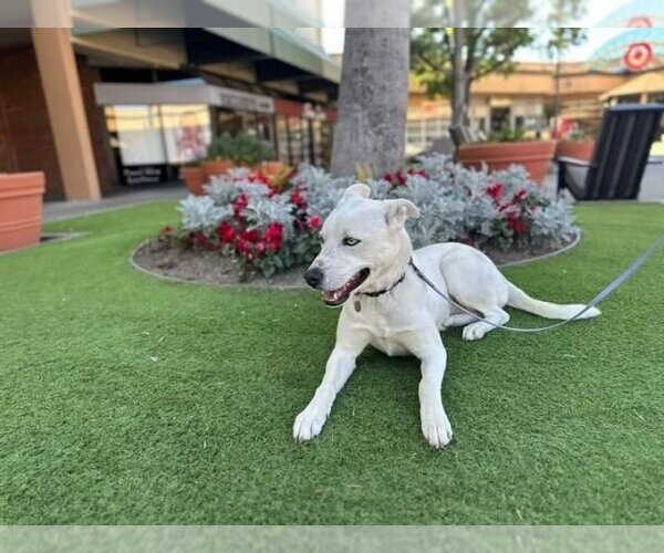 Medium Photo #10 Huskies -Unknown Mix Puppy For Sale in San Diego, CA, USA