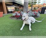 Small #9 Huskies  Mix