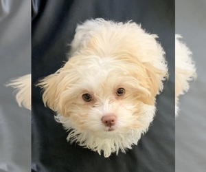 Maltipoo Puppy for sale in SCOTTSDALE, AZ, USA
