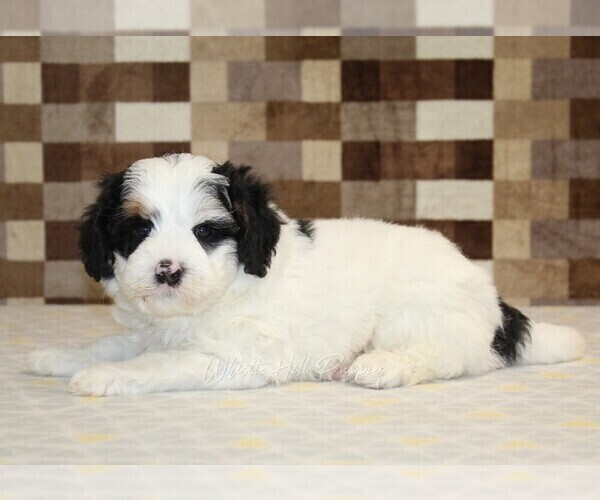 Medium Photo #2 Bernedoodle (Miniature) Puppy For Sale in DENVER, PA, USA