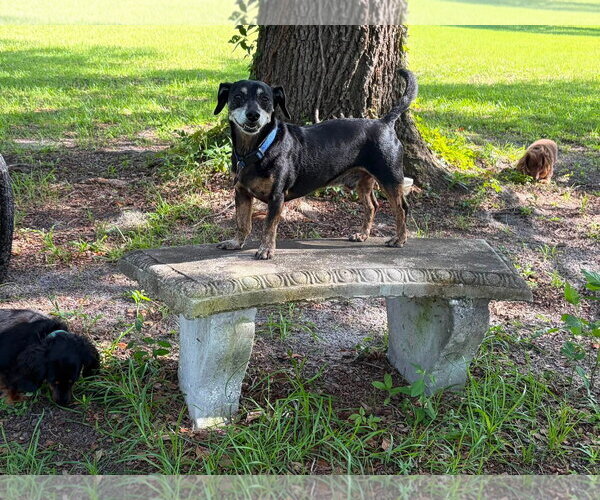 Medium Photo #2 Doxle Puppy For Sale in Tampa, FL, USA