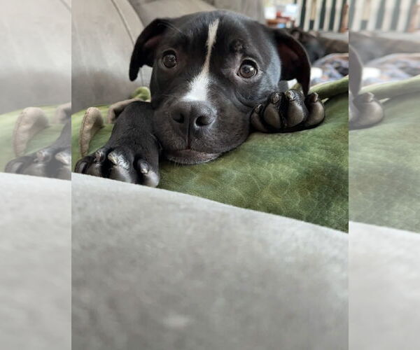 Medium Photo #4 Mutt Puppy For Sale in Princeton, MN, USA