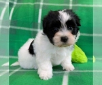 Small #2 Havanese