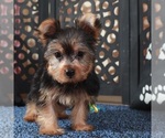 Small #3 Yorkshire Terrier