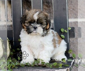 Shih Tzu Puppy for sale in GORDONVILLE, PA, USA