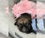 Small #1 French Bulldog