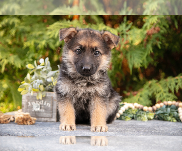 Medium Photo #1 German Shepherd Dog Puppy For Sale in BREMEN, IN, USA