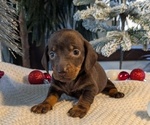 Small #15 Dachshund