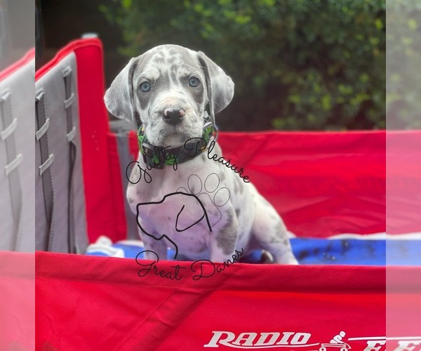 Medium Photo #2 Great Dane Puppy For Sale in BARBERTON, OH, USA