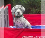 Small Photo #2 Great Dane Puppy For Sale in BARBERTON, OH, USA