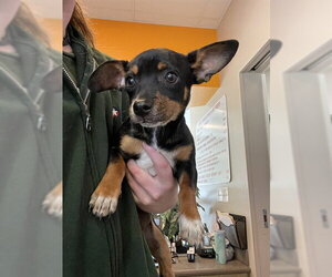 Chihuahua-Unknown Mix Dogs for adoption in Plano, TX, USA