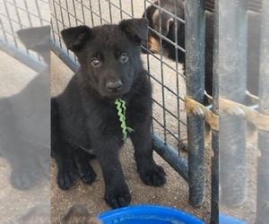 German Shepherd Dog Puppy for sale in COLUMBUS, NE, USA