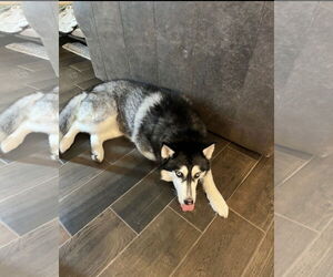 - Mix Dogs for adoption in Euless, TX, USA