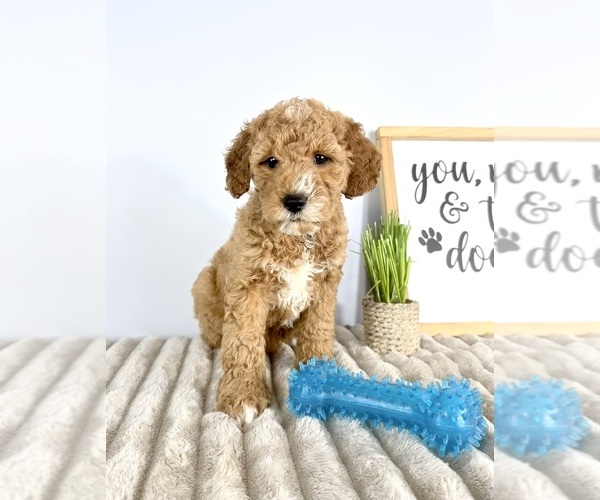 Medium Photo #6 Goldendoodle (Miniature) Puppy For Sale in GREENFIELD, IN, USA