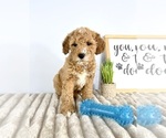 Small #5 Goldendoodle (Miniature)