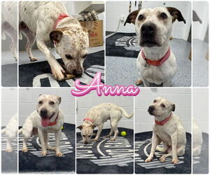 American Staffordshire Terrier-Unknown Mix Dogs for adoption in Pierceton , IN, USA