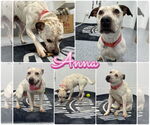 Small American Staffordshire Terrier Mix