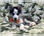 Small Photo #7 Pomsky Puppy For Sale in LAKELAND, FL, USA