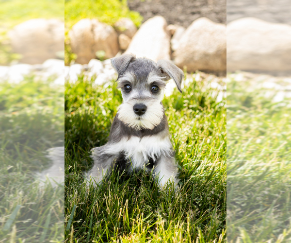 Medium Photo #1 Schnauzer (Miniature) Puppy For Sale in MILLERSBURG, IN, USA