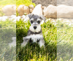Puppy Scout Schnauzer (Miniature)