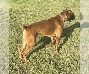 Father of the Boxer puppies born on 07/30/2026