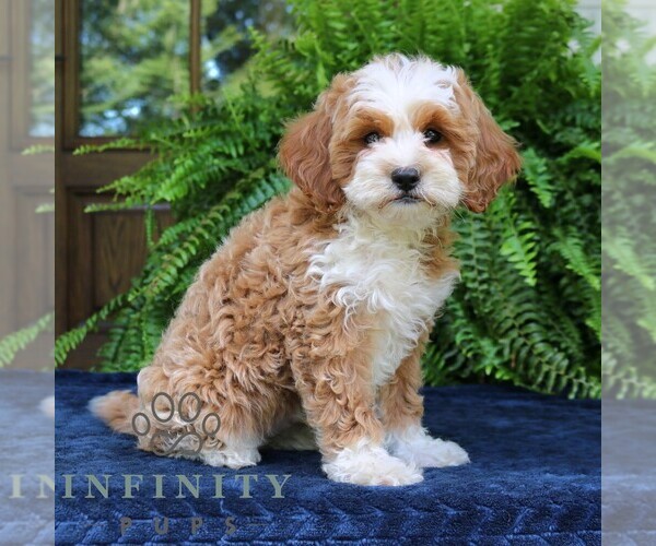 Medium Photo #1 Cavapoo (Miniature) Puppy For Sale in NARVON, PA, USA