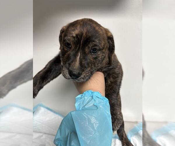 Medium Photo #1 American Pit Bull Terrier Puppy For Sale in Bakersfield, CA, USA