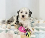 Small #1 Miniature Bernedoodle