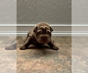 Chinese Shar-Pei Puppy for sale in ORLANDO, FL, USA