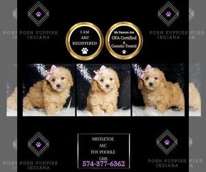 Poodle (Miniature) Puppy for sale in WARSAW, IN, USA