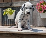 Small Photo #64 Dalmatian Puppy For Sale in GOSHEN, IN, USA