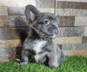 French Bulldog Puppy for sale in HOUSTON, TX, USA