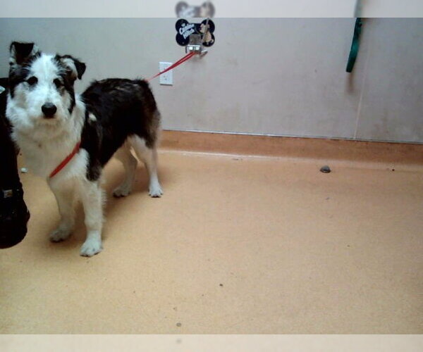 Medium Photo #1 Border Collie-Unknown Mix Puppy For Sale in Martinez, CA, USA