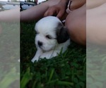 Puppy 1 Mal-Shi