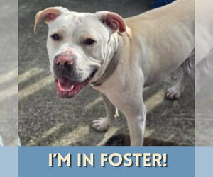 GISELLE - Female Mutt Dog for Adoption - Photo #2