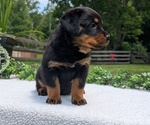 Small #6 Rottweiler