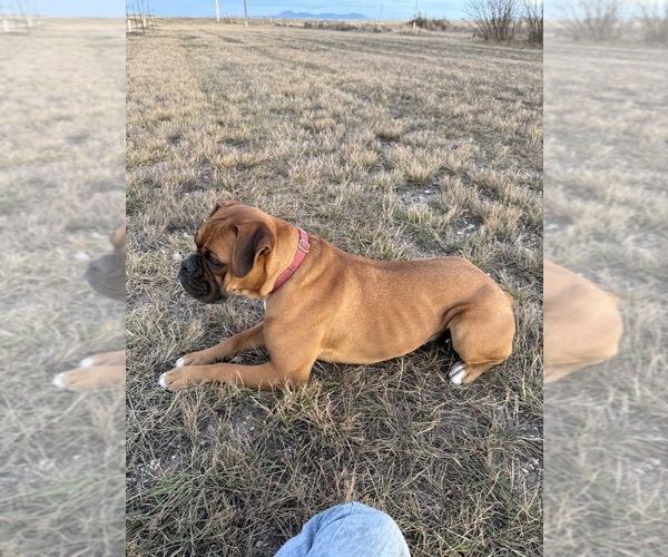 Medium Photo #1 Boxer Puppy For Sale in GREAT FALLS, MT, USA