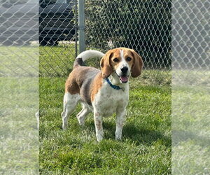 Beagle-Unknown Mix Dogs for adoption in South Bend, IN, USA
